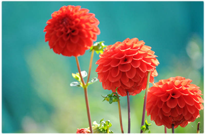 aromatherapycleaningvibrational